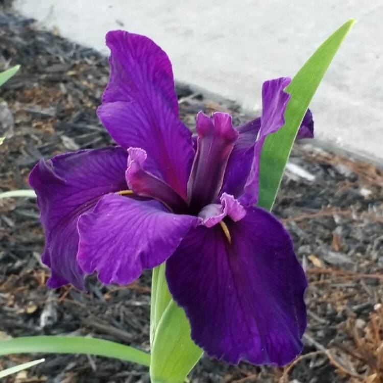 plant image 340842