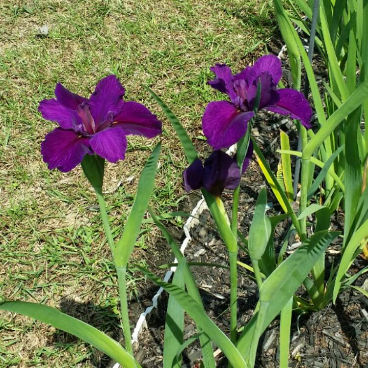 plant image 343532