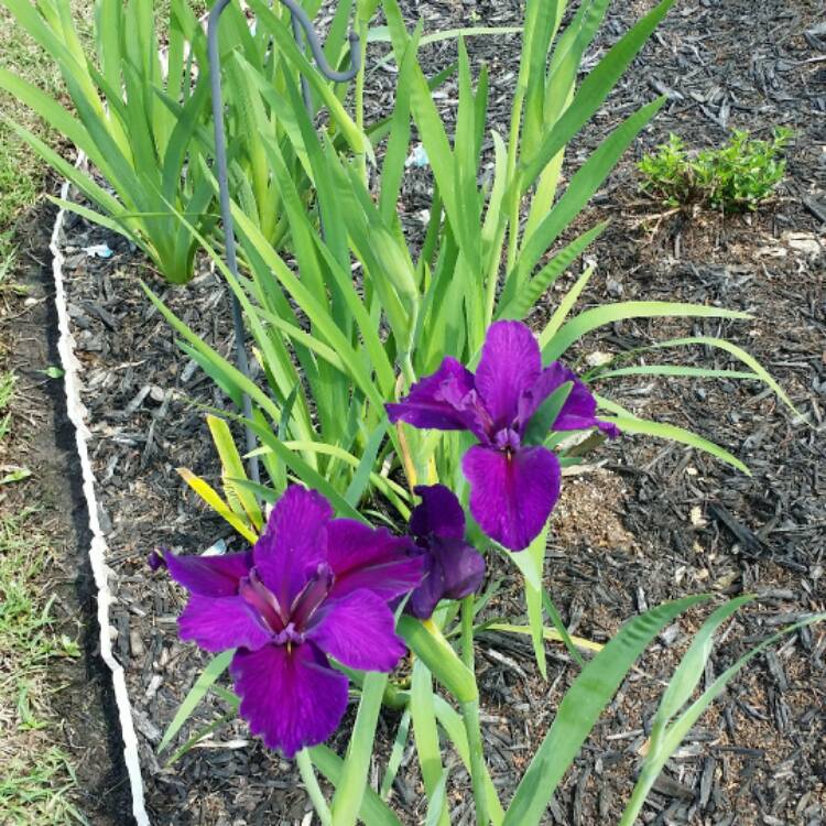 plant image 343533