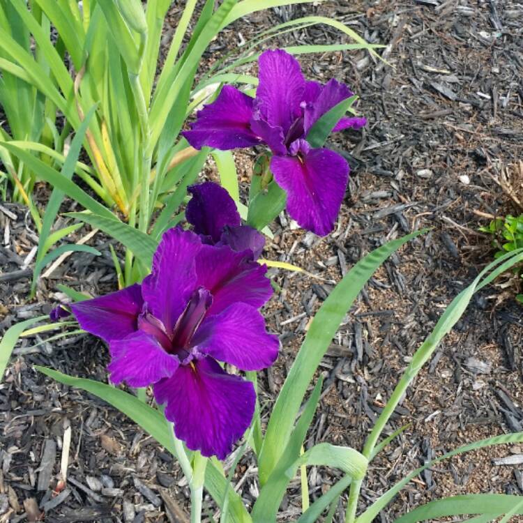 plant image 343534