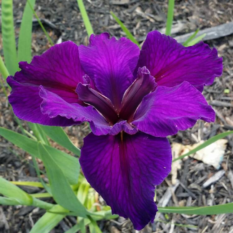 plant image 343535