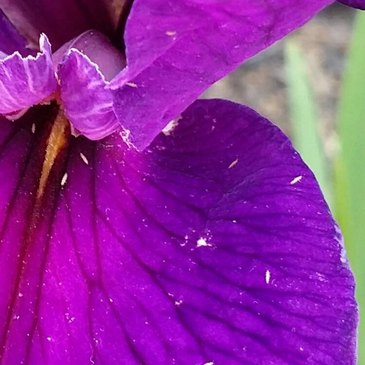 plant image 343538