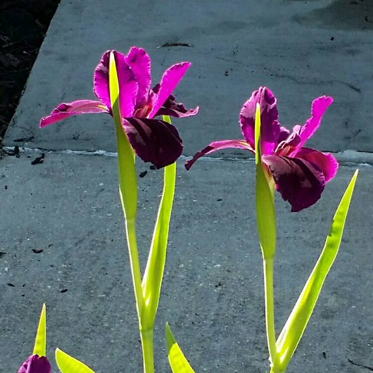 plant image 351344