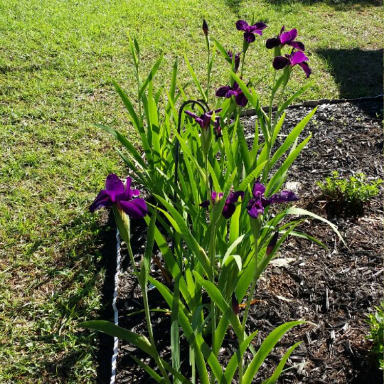 plant image 351354