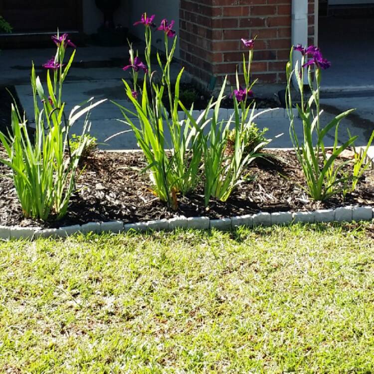 plant image 351356