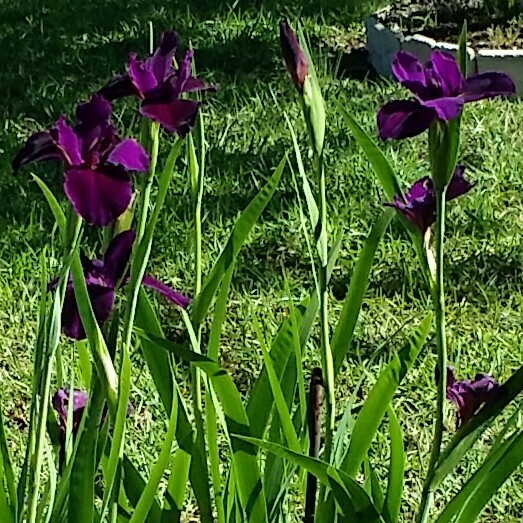 plant image 351358