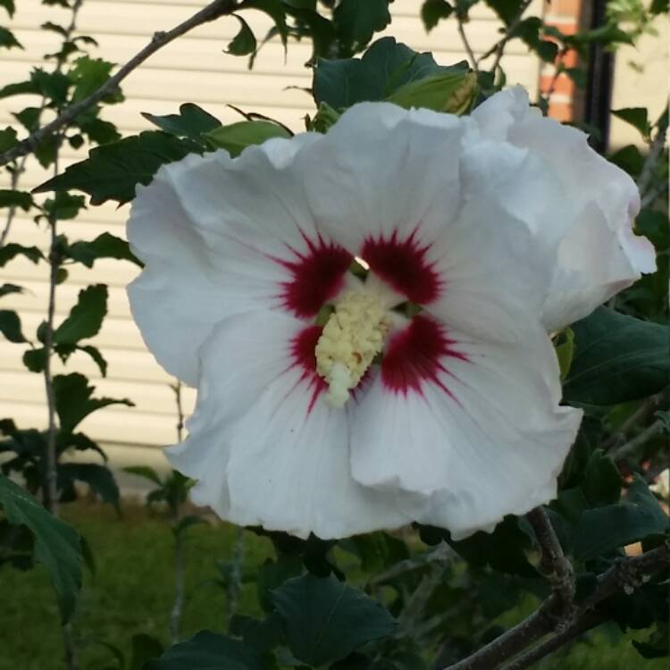 plant image 392115