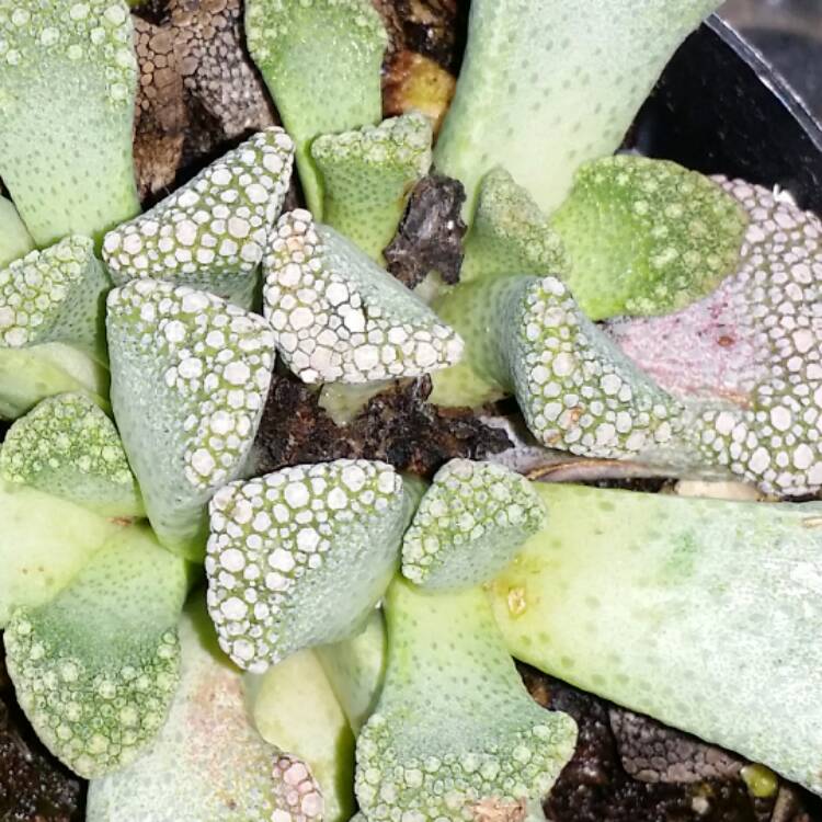 Plant image Titanopsis Calcarea (Living Jewel)