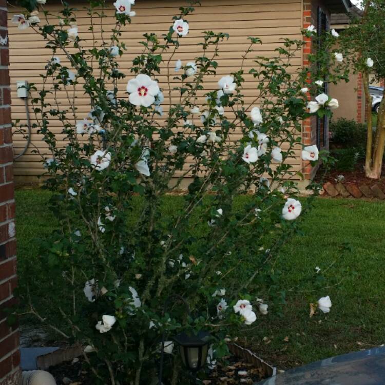plant image 408366