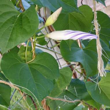 Morning Glory