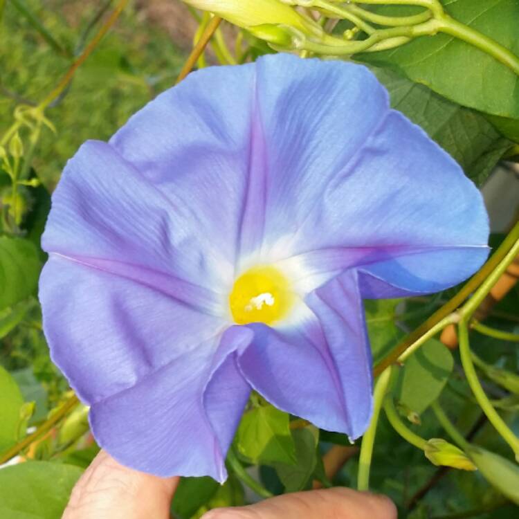 plant image 408385 plant image 408385