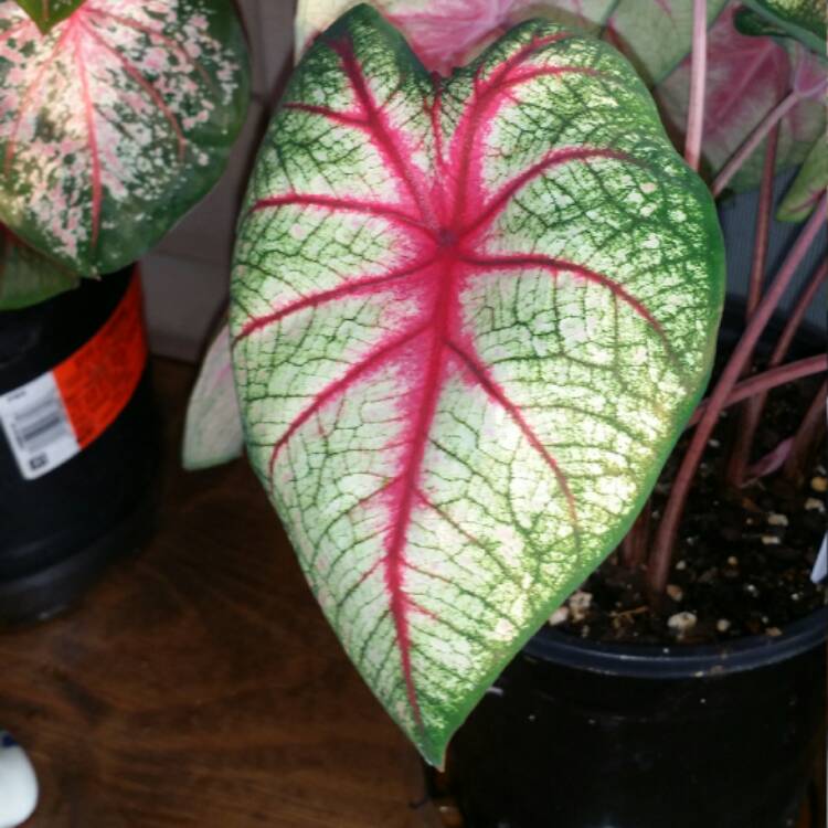 Plant image Caladium 'White Queen'