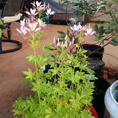 Cleome 'Colour Fountain'