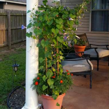Christeen's garden