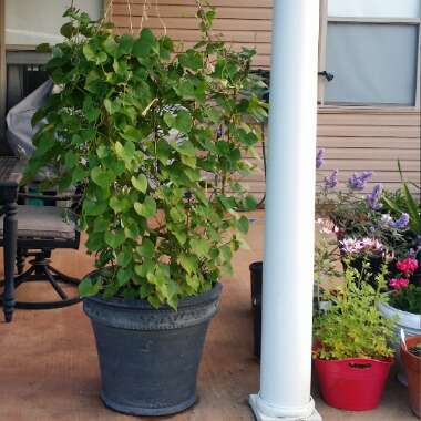Christeen's garden
