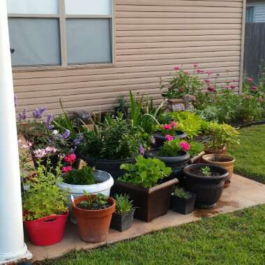 Christeen's garden