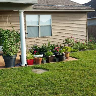 Christeen's garden