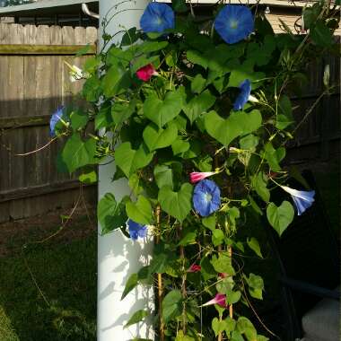 Ipomoea