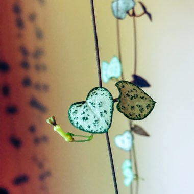 Ceropegia linearis subsp. Woodii