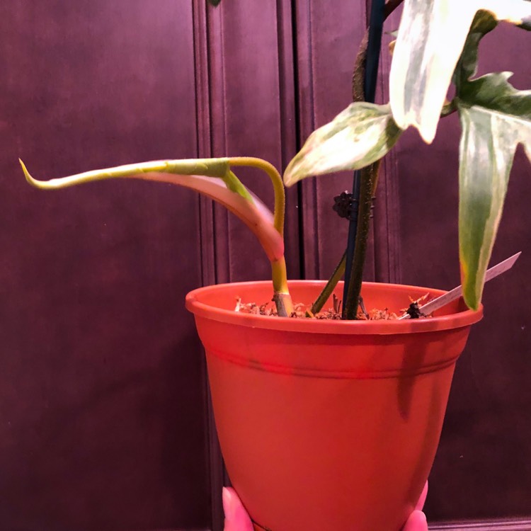 plant image 1015753