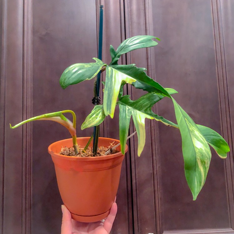 plant image 1015759