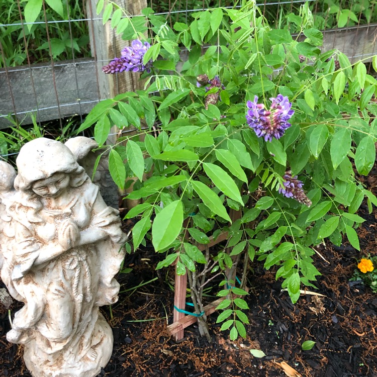 Plant image Wisteria sinensis 'Amethyst Falls'