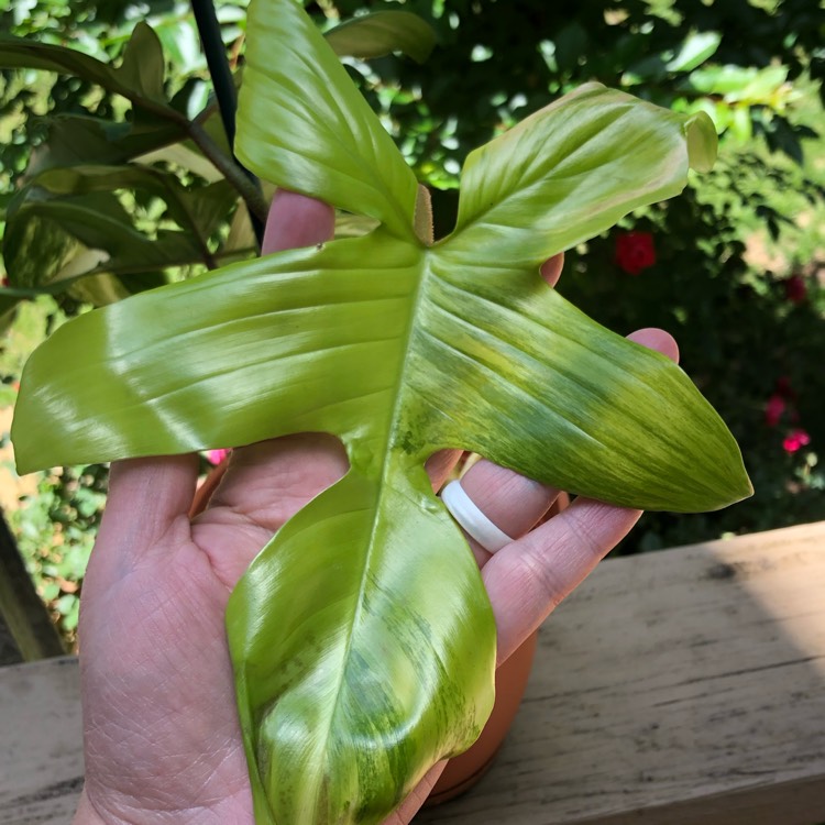 plant image 1045610