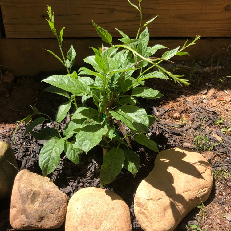 Plant image Actinidia arguta 'Issai'