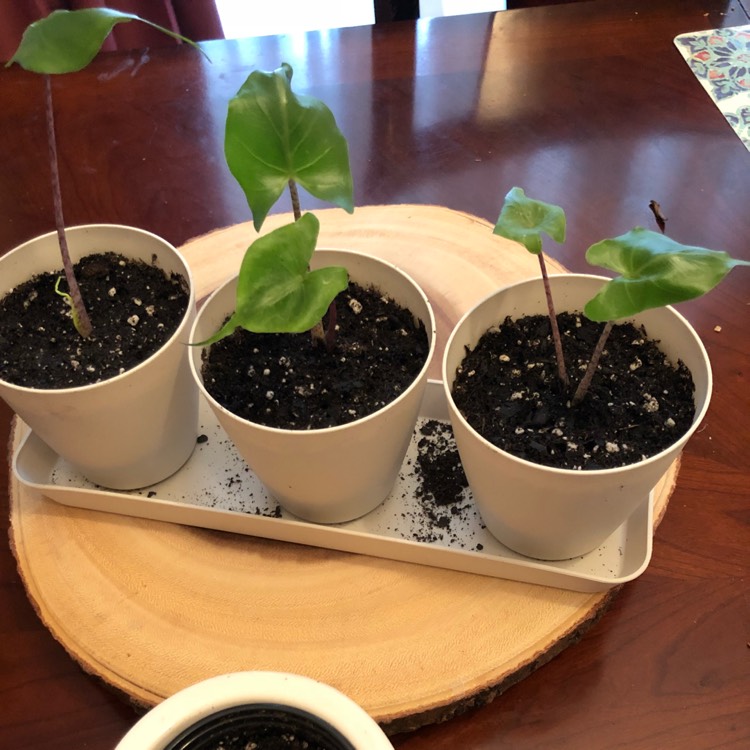 plant image 791454