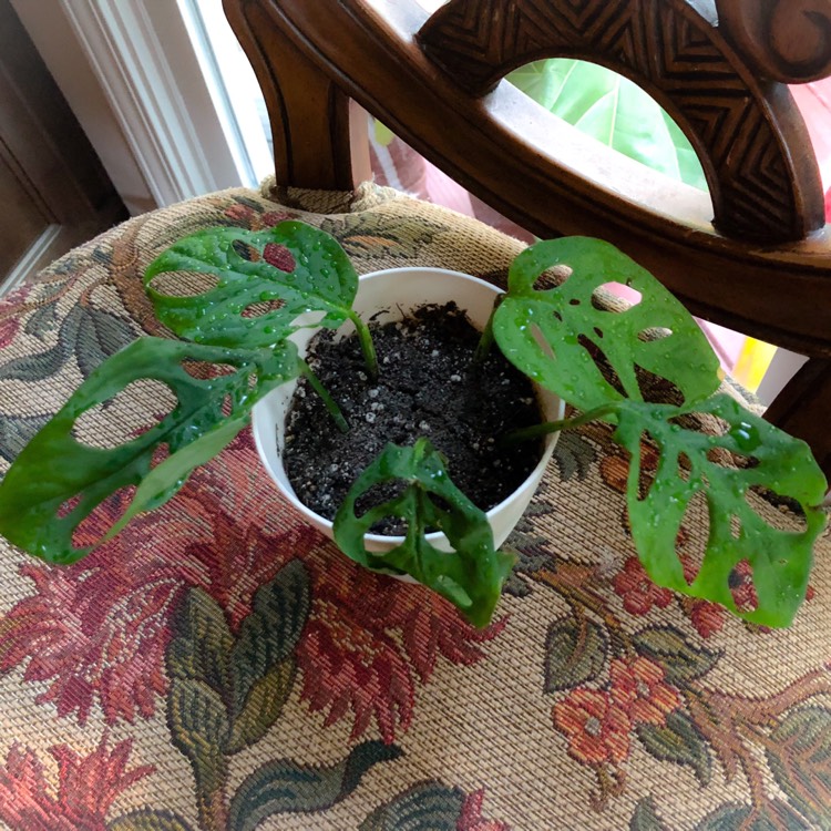 plant image 795075