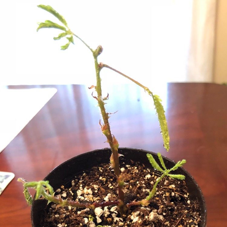 Plant image Mimosa Pigra syn.Mimosa pellita