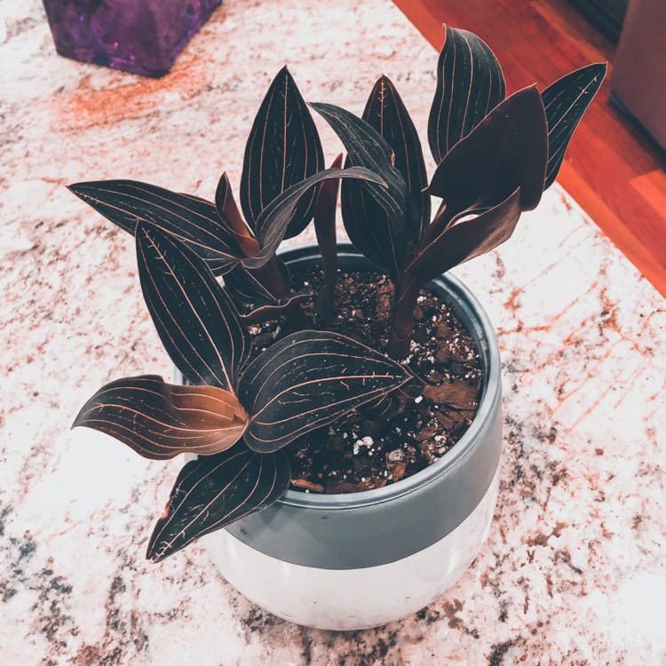 plant image 799487