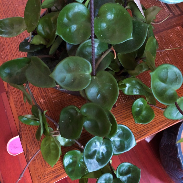 Plant image Hoya Carnosa 'Chelsea'