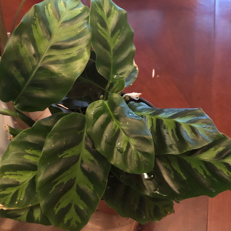 Plant image Calathea Albertii syn. Maranta albertii ; Calathea glaziovii