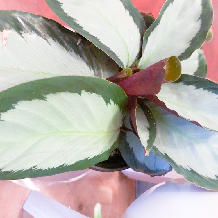 Goeppertia picturata 'Argentea', Silver Variegated Calathea, Ever...