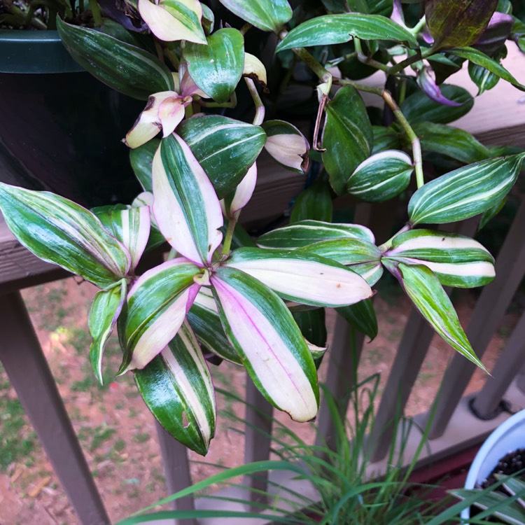 Plant image Tradescantia zebrina 'Discolor'