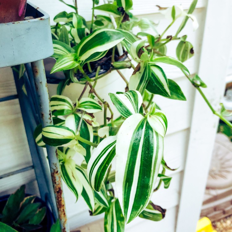 Plant image Tradescantia fluminensis 'Variegata'