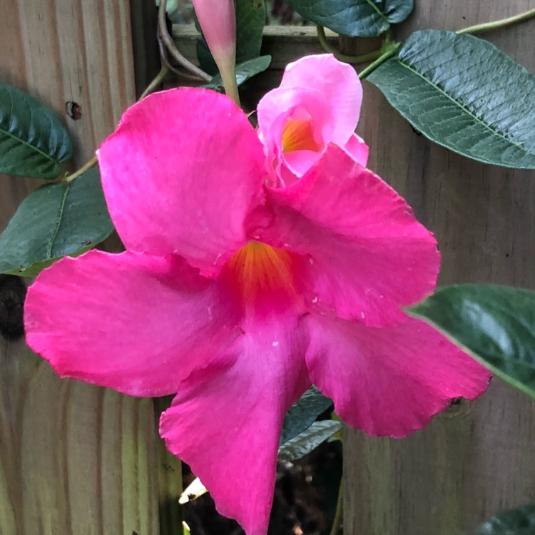 Plant image Mandevilla 'Sunmandecos' syn. Mandevilla 'Sun Parasol Giant Pink', Mandevilla 'Sundaville Cosmos Pink'