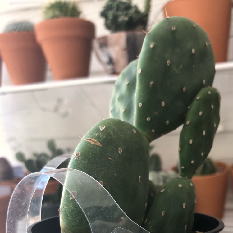 Plant image Opuntia quitensis 'Johnson's Hybrid'