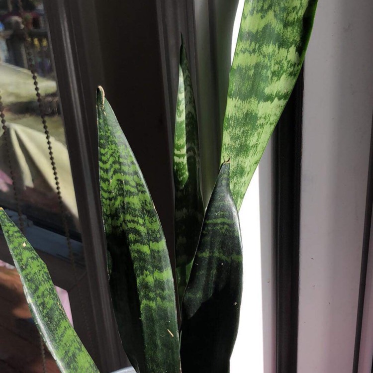 Plant image Sansevieria Black Coral