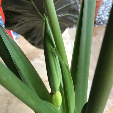 Alocasia 'Regal Shield'