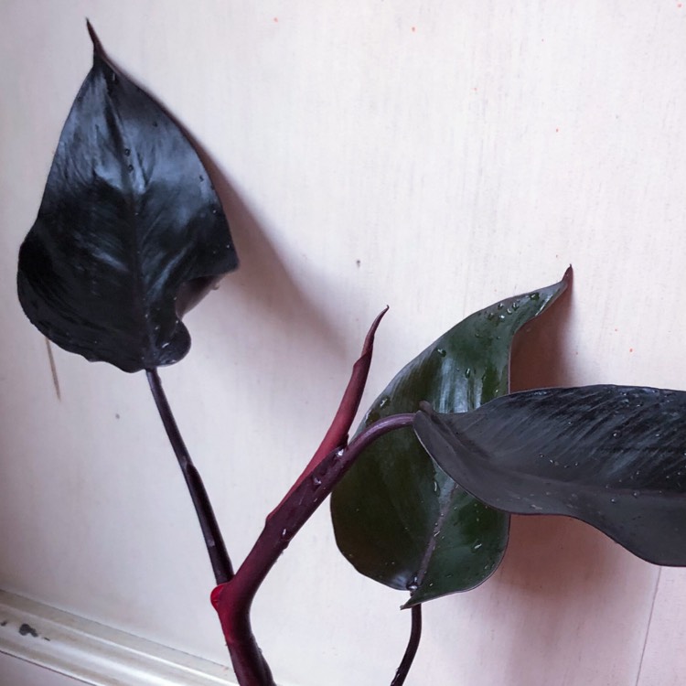 plant image 949777
