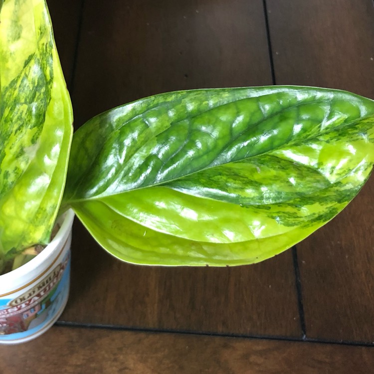 Plant image Monstera karstenaium 'Variegata'