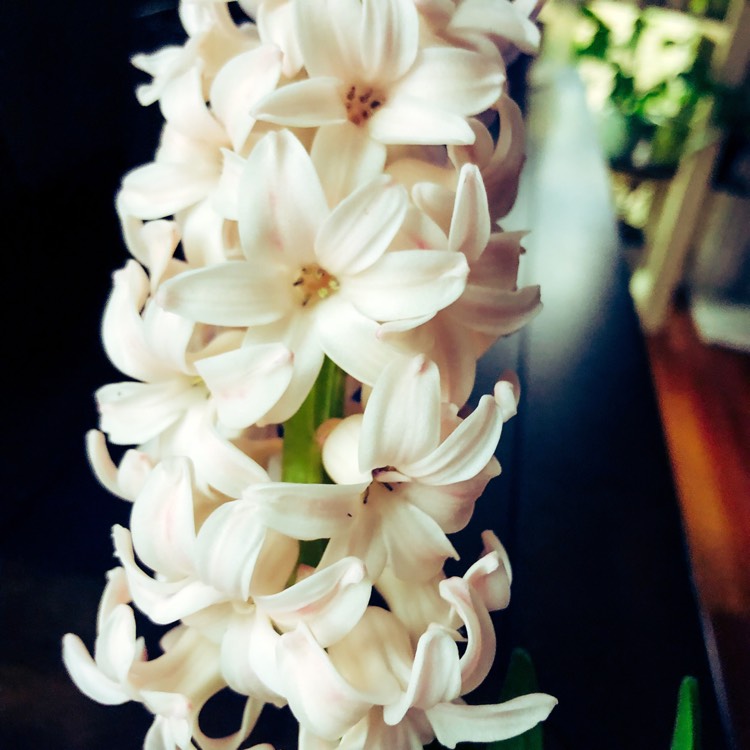 Plant image Hyacinthus orientalis 'Fondant'