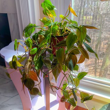 Philodendron micans