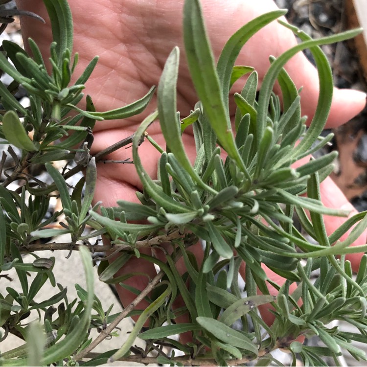 Plant image Lavandula x intermedia 'Provence'