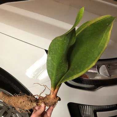 Sansevieria Masoniana White Variegata