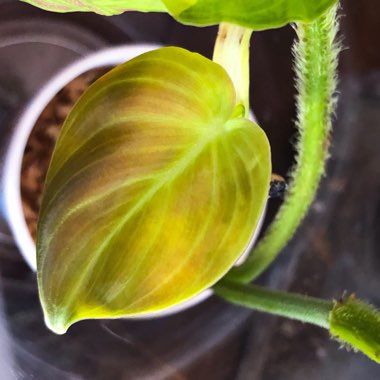 Philodendron melanochrysum