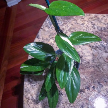 Monstera standleyana 'Albovariegata'
