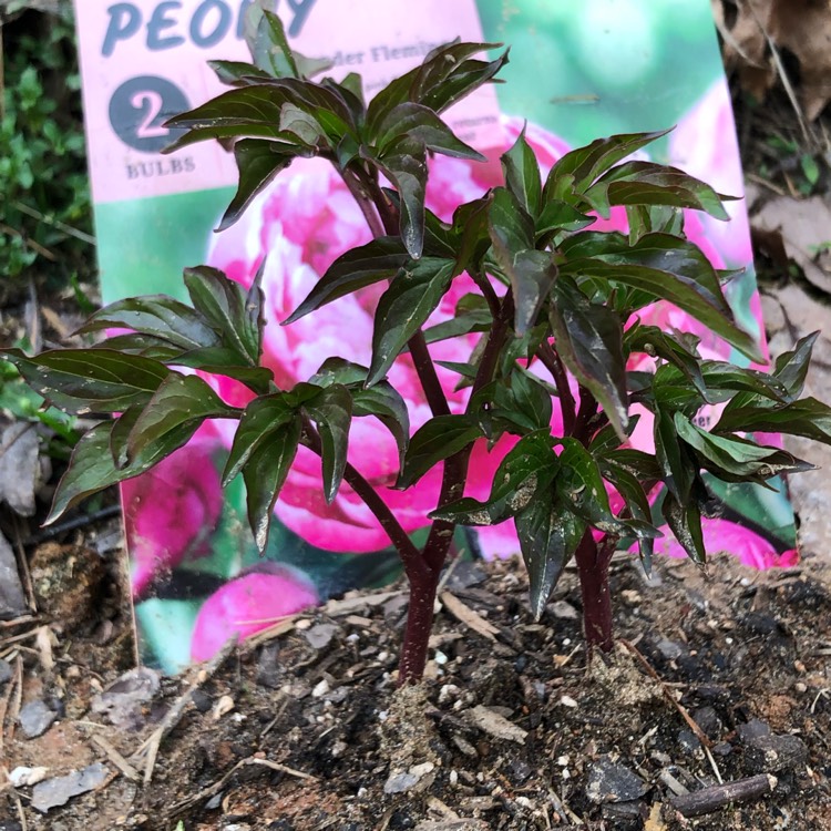 Plant image Paeonia lactiflora 'Doctor Alexander Fleming'